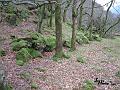 rems of defence wall Dinas Emrys